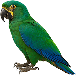 Milicinth Macaw